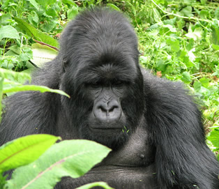abt gorillas